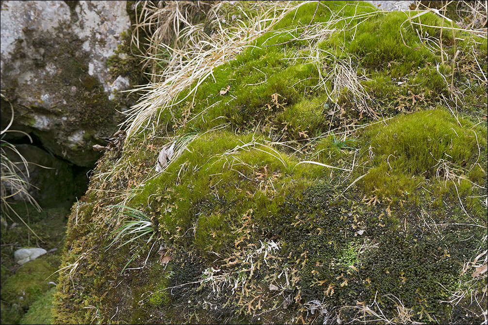 Image of Scapania undulata (L.) Dumort.