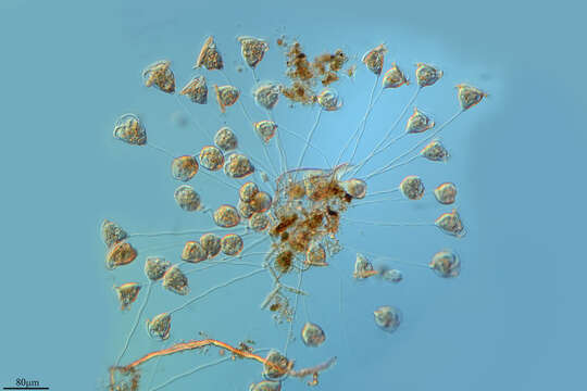 Image of Vorticella convallaria