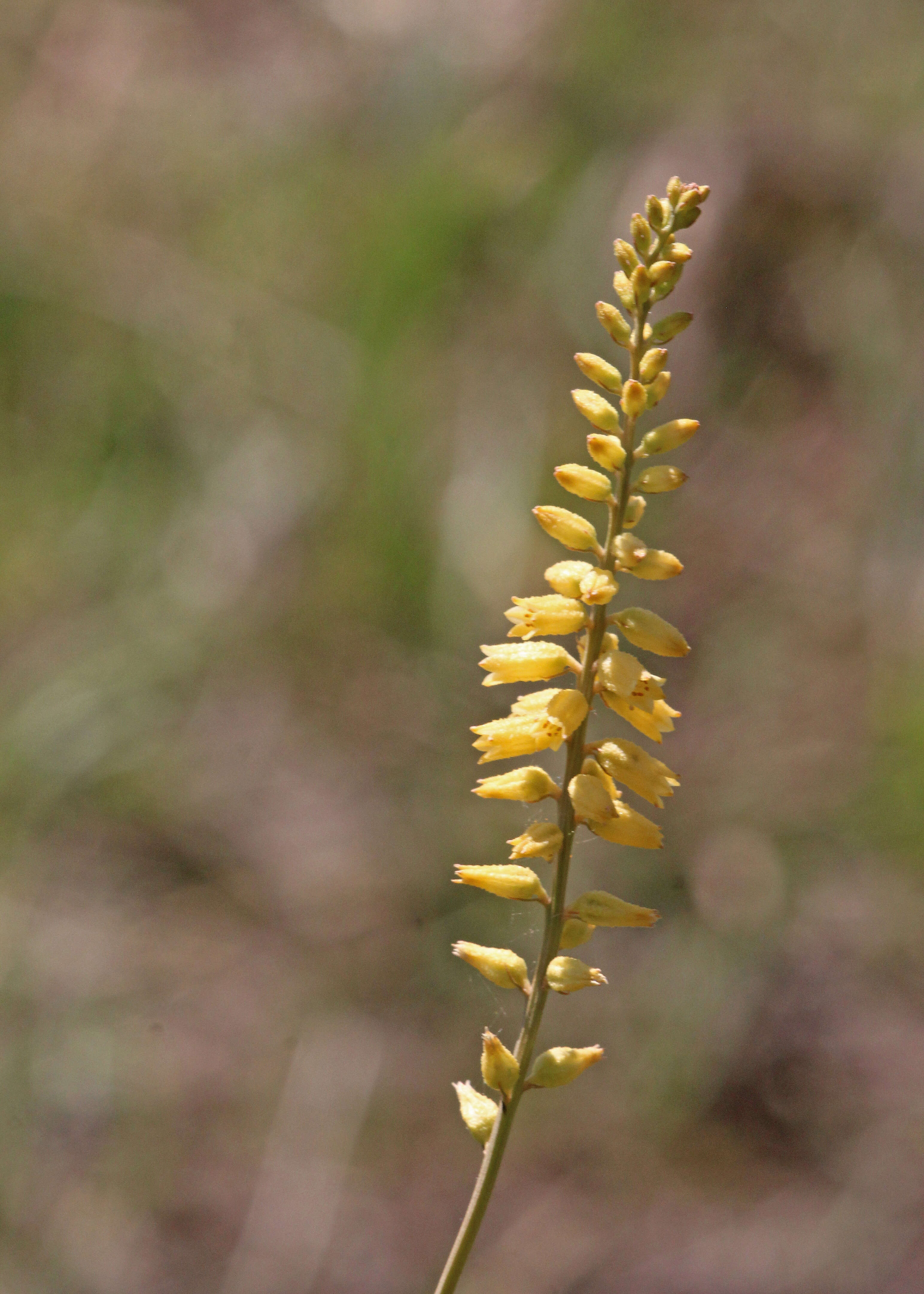 Слика од Aletris lutea Small