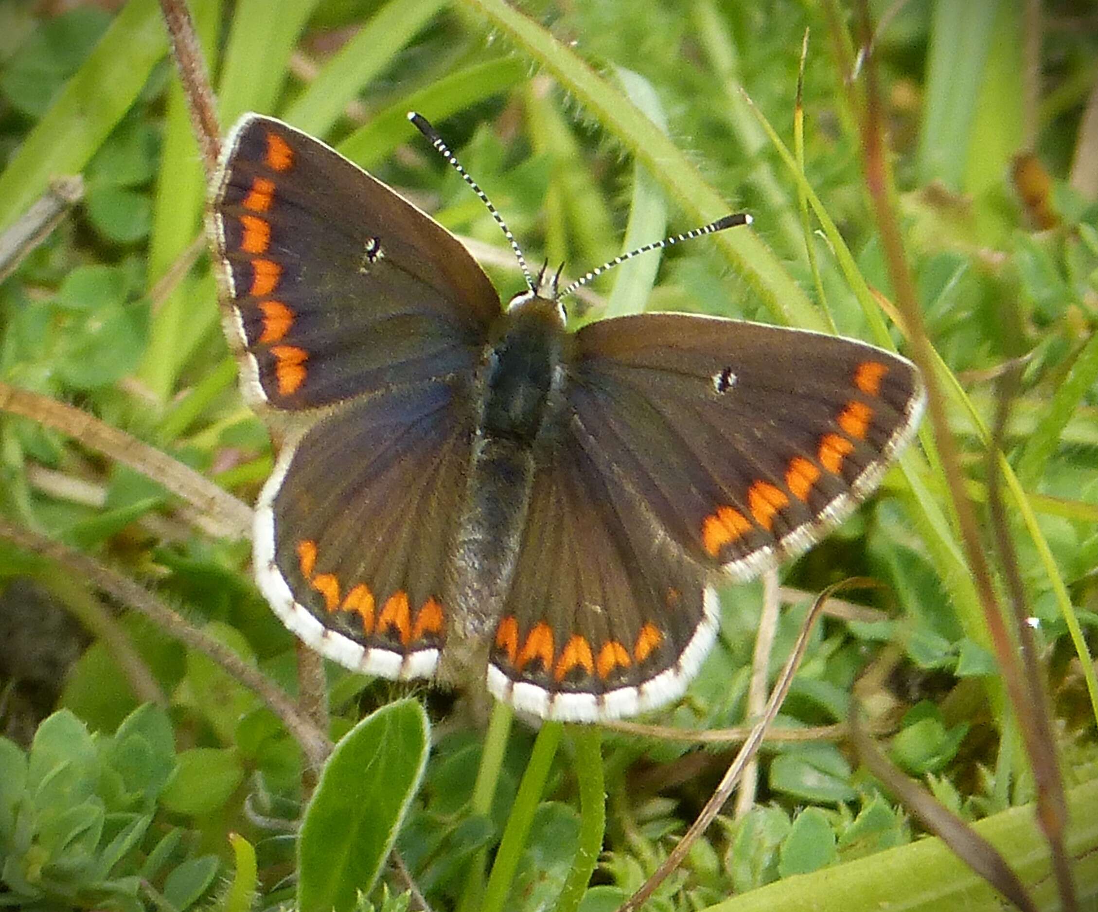 Image of brown argus