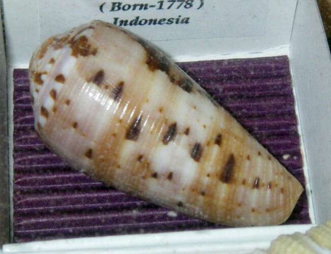 Image de Conus circumcisus Born 1778