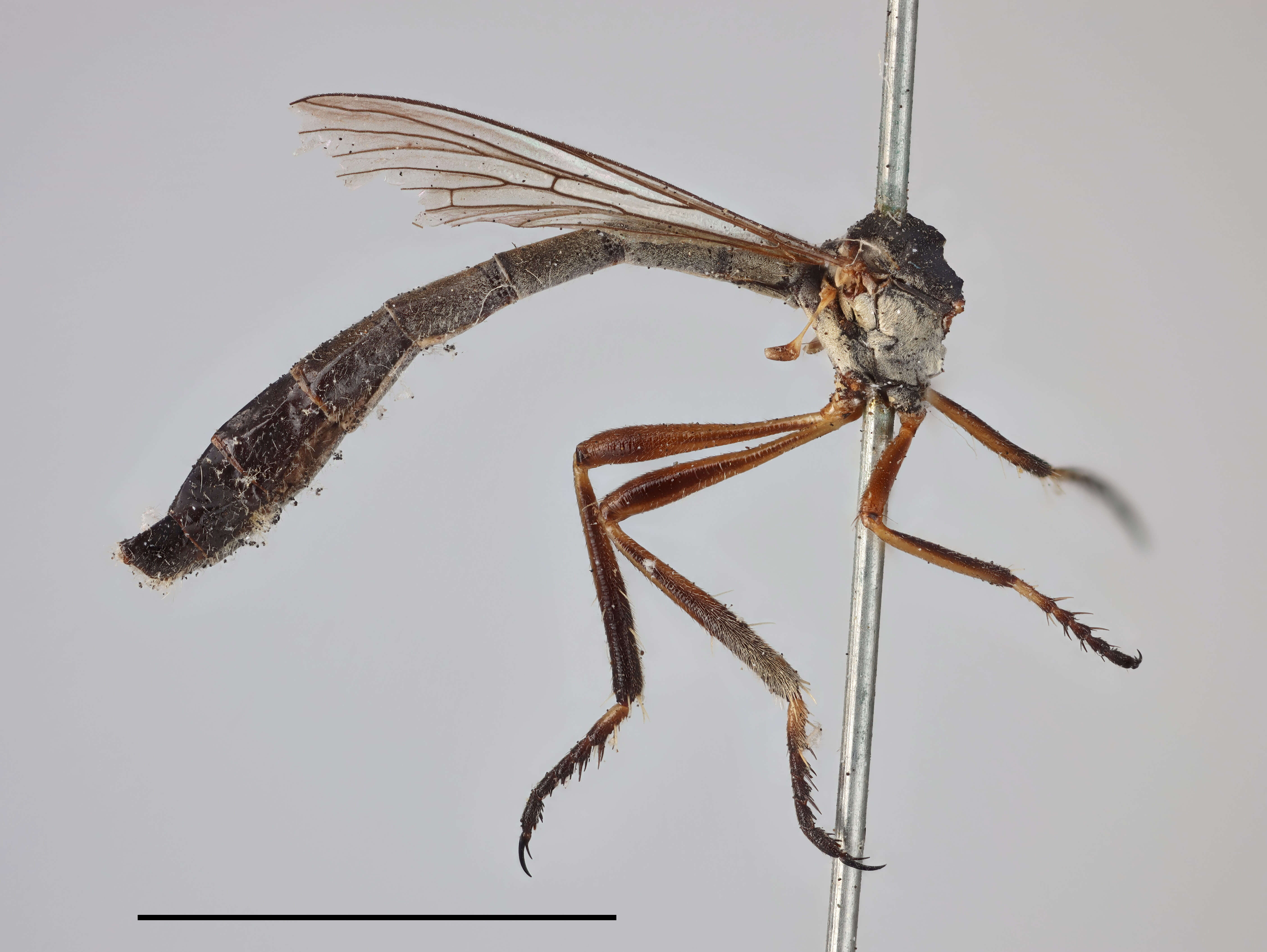 Image of Leptogaster dorsalis Williston 1901