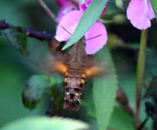 صورة Macroglossum Scopoli 1777