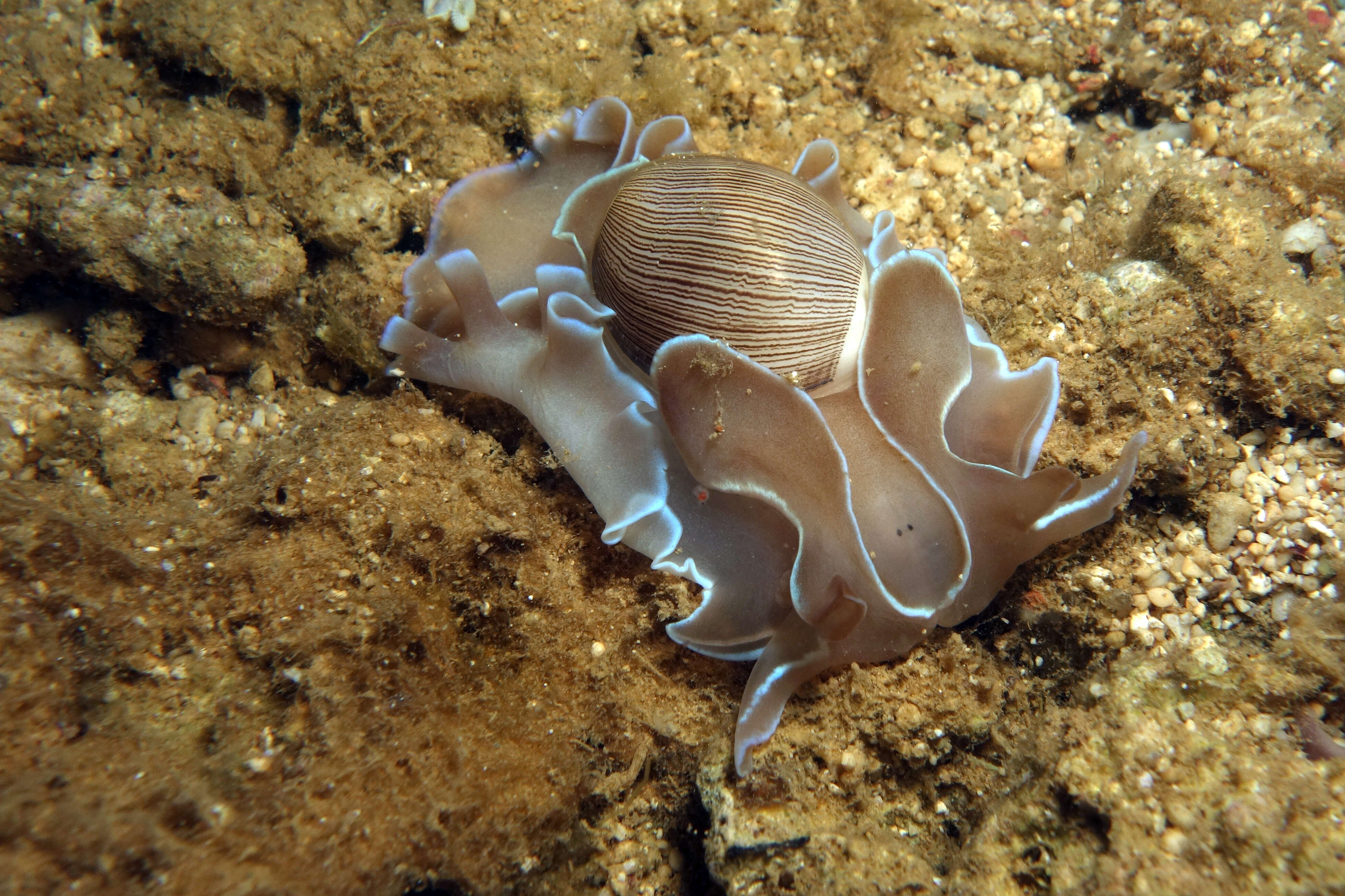 Imagem de Hydatina zonata (Lightfoot 1786)