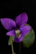 Image of common blue violet