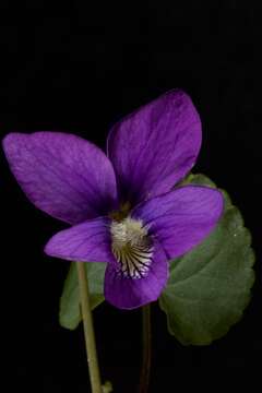 Image of common blue violet