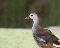 Image of Common Gallinule