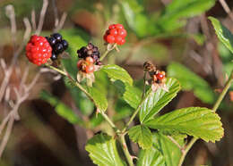 Image of sand blackberry