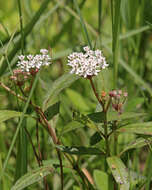 Image of aquatic milkweed