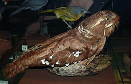 Image of Large Frogmouth