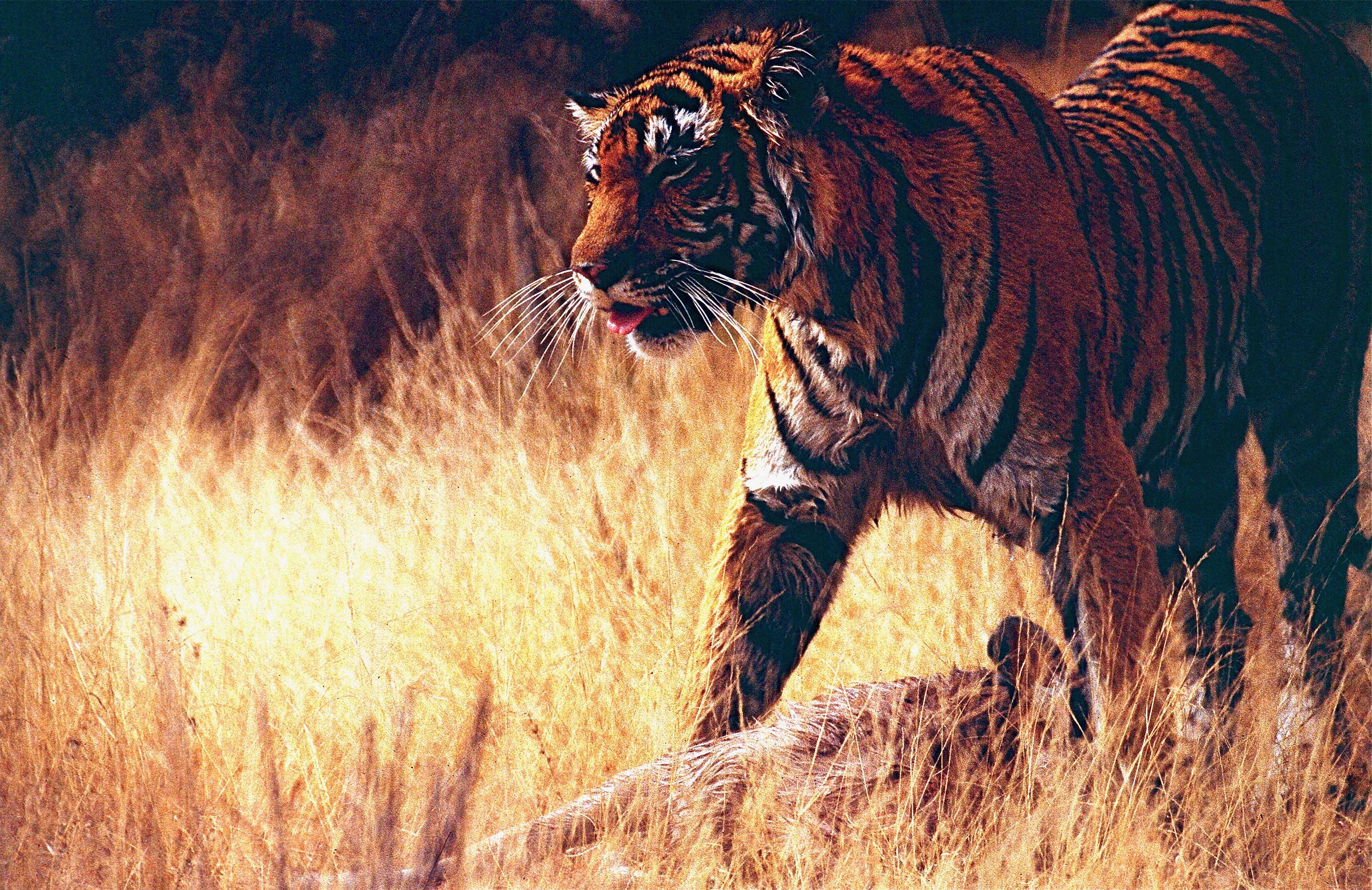 Image of Tiger