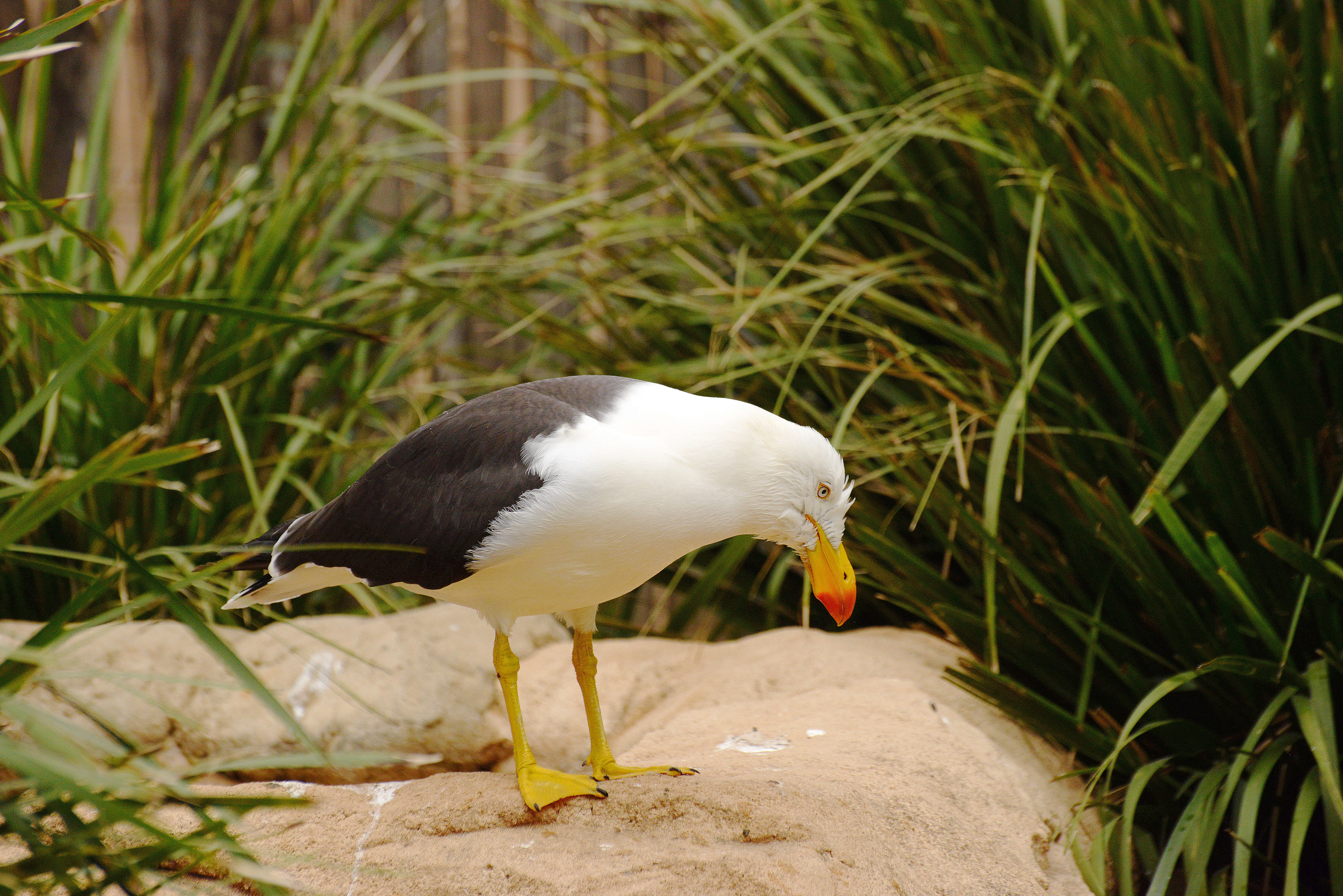 Image of Larus pacificus georgii King & PP 1826