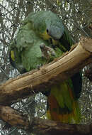 Image of Orange-winged Amazon