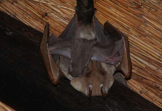 Image of Peters's Epauletted Fruit Bat