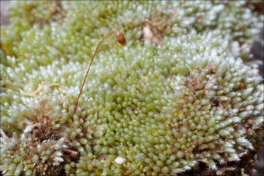 Image of silvergreen bryum moss