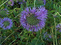 Image of Willowy Mountainbalm