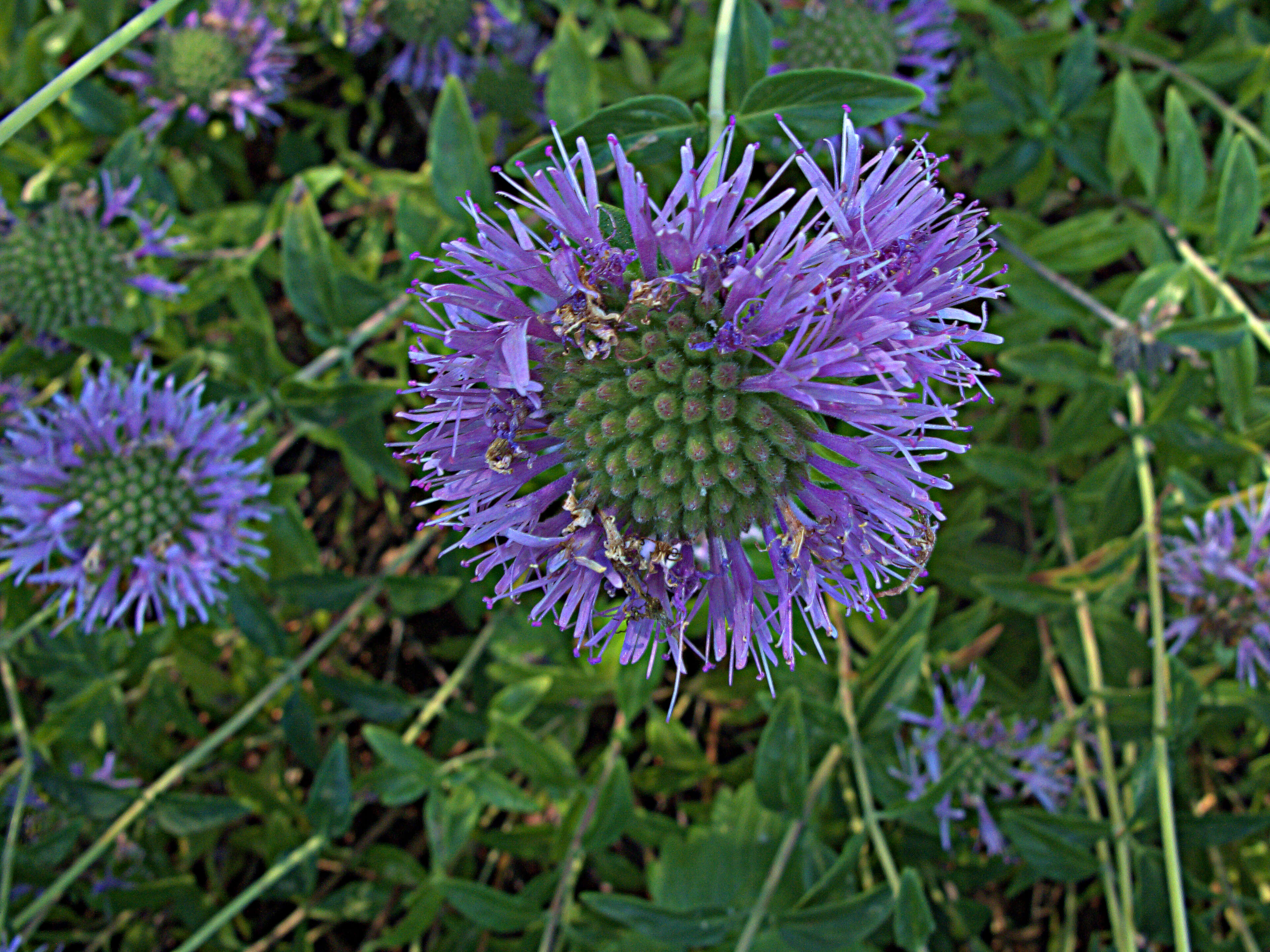 Image of Willowy Mountainbalm