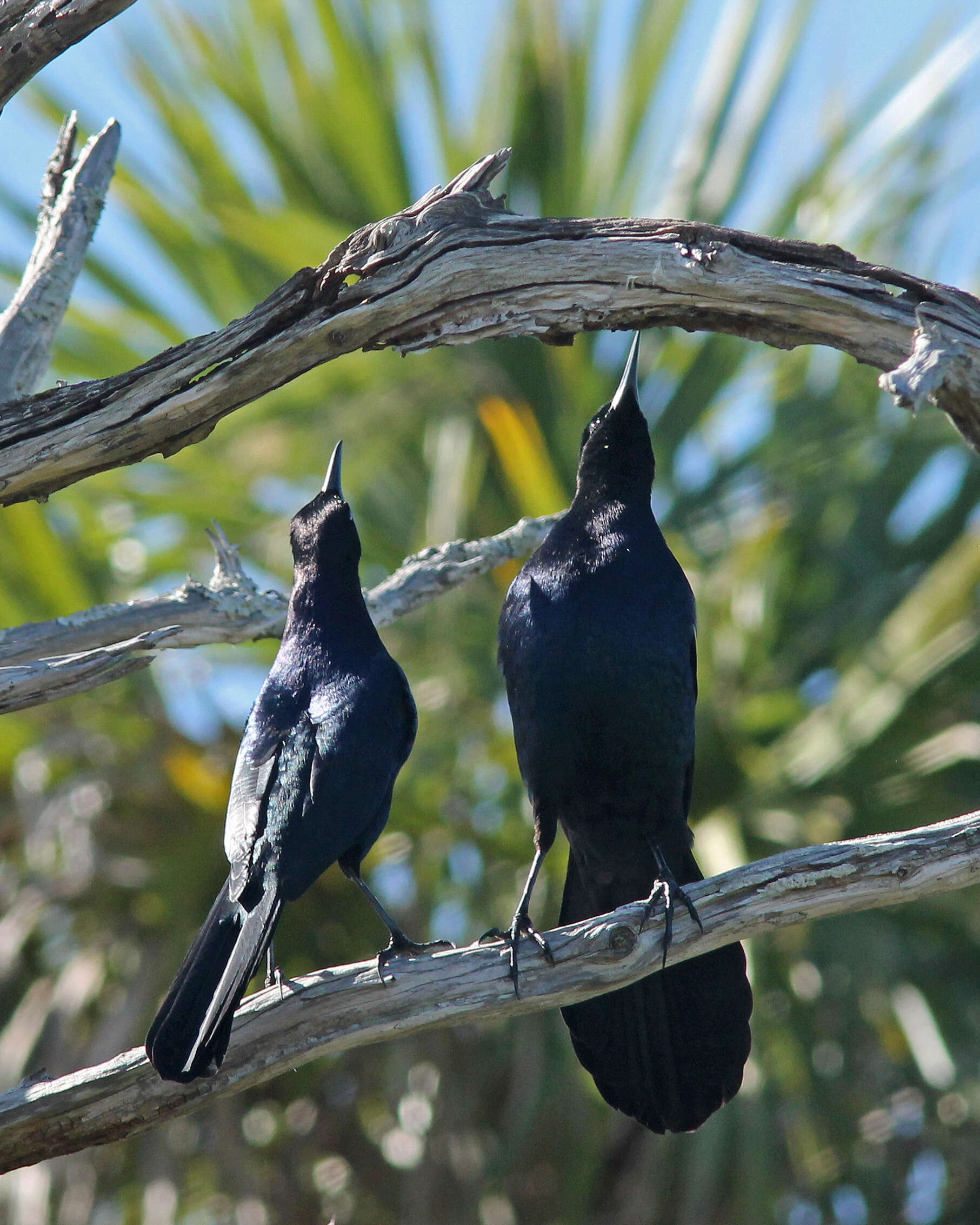 Image of Boat-tailed Grackle