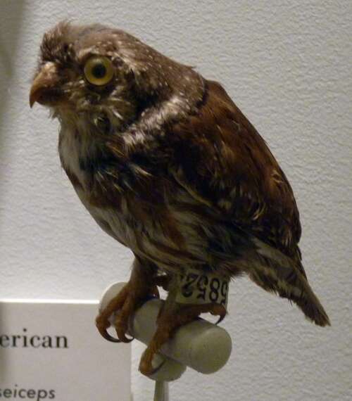 Image of Central American Pygmy Owl