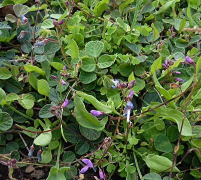 Desmodium molliculum (Kunth) DC. resmi