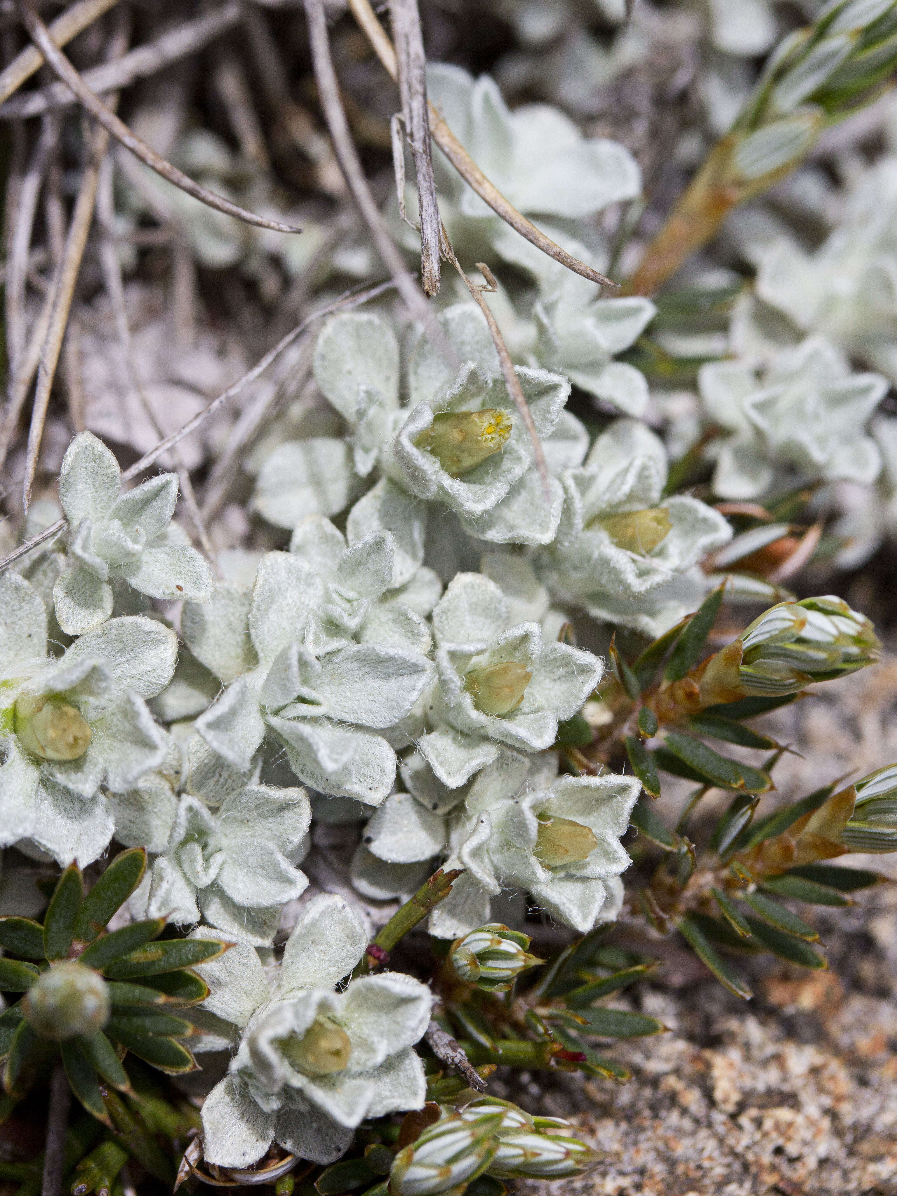 Image of Argyrotegium nitidulum (Hook. fil.) J. M. Ward & Breitw.