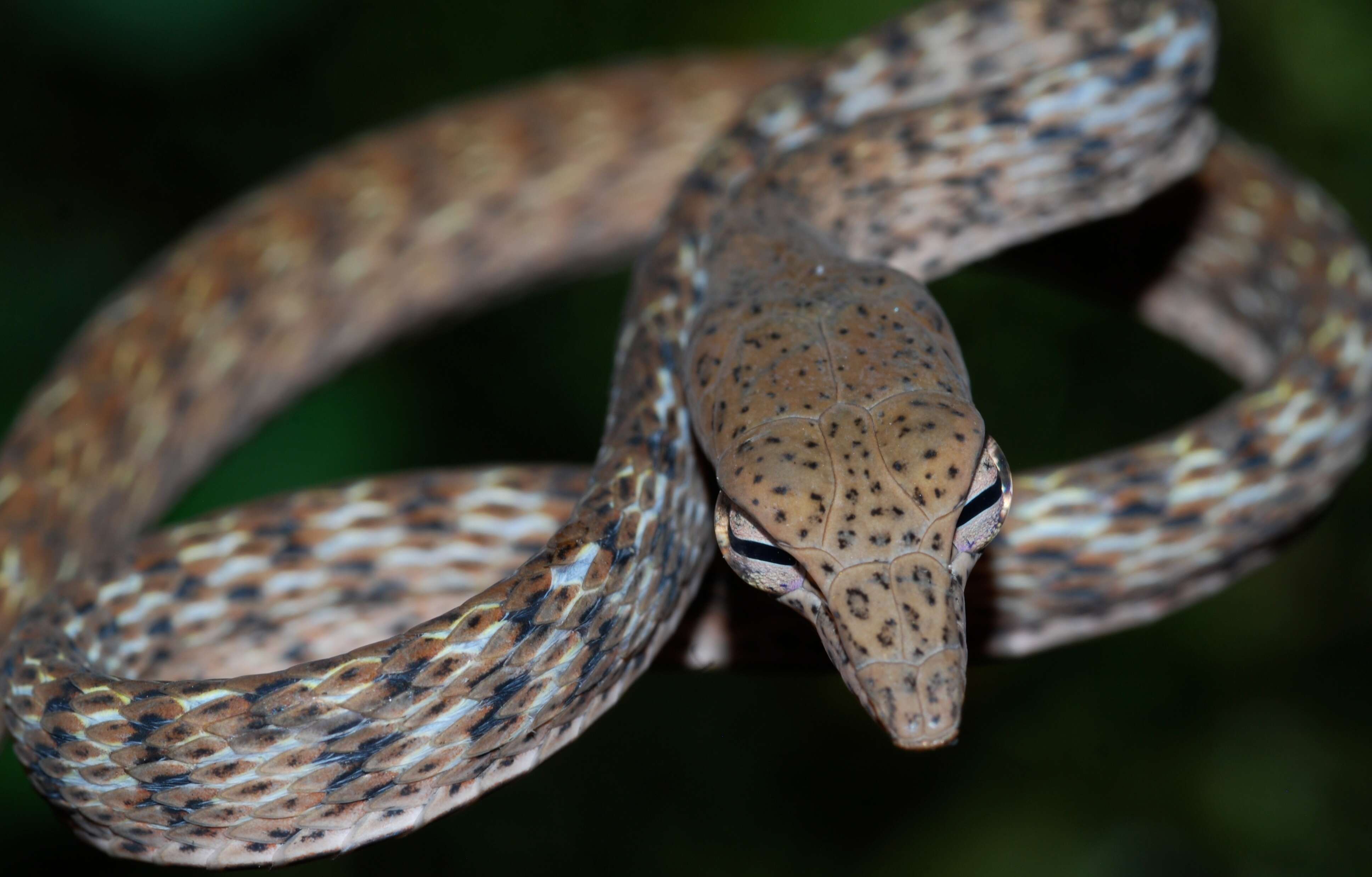 Image of Speckle-headed Vine Snake