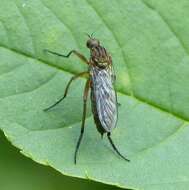 Image of Empis livida Linnaeus 1758