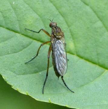 Image of Empis livida Linnaeus 1758