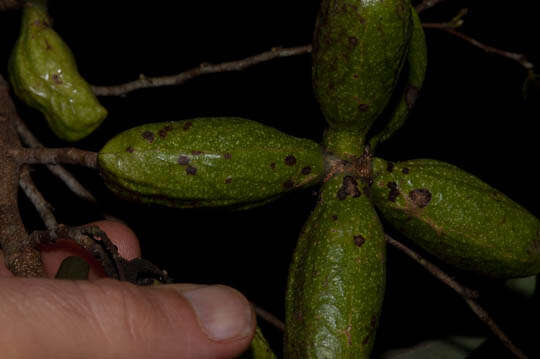 Image de Xylopia parviflora (A. Rich.) Benth.