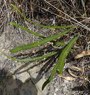 Image of longleaf tonguefern