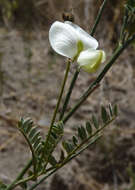 Image of Coursetia gracilis Lavin