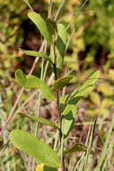 Image of netted pawpaw