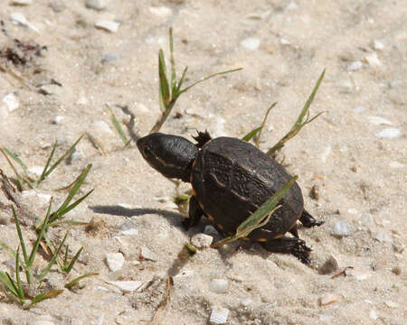 Image of Striped Mud Turtle