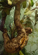 Image of Brown-throated Three-toed Sloth