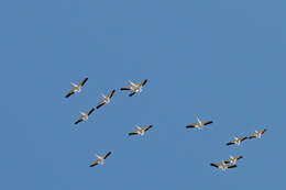 Image of American White Pelican