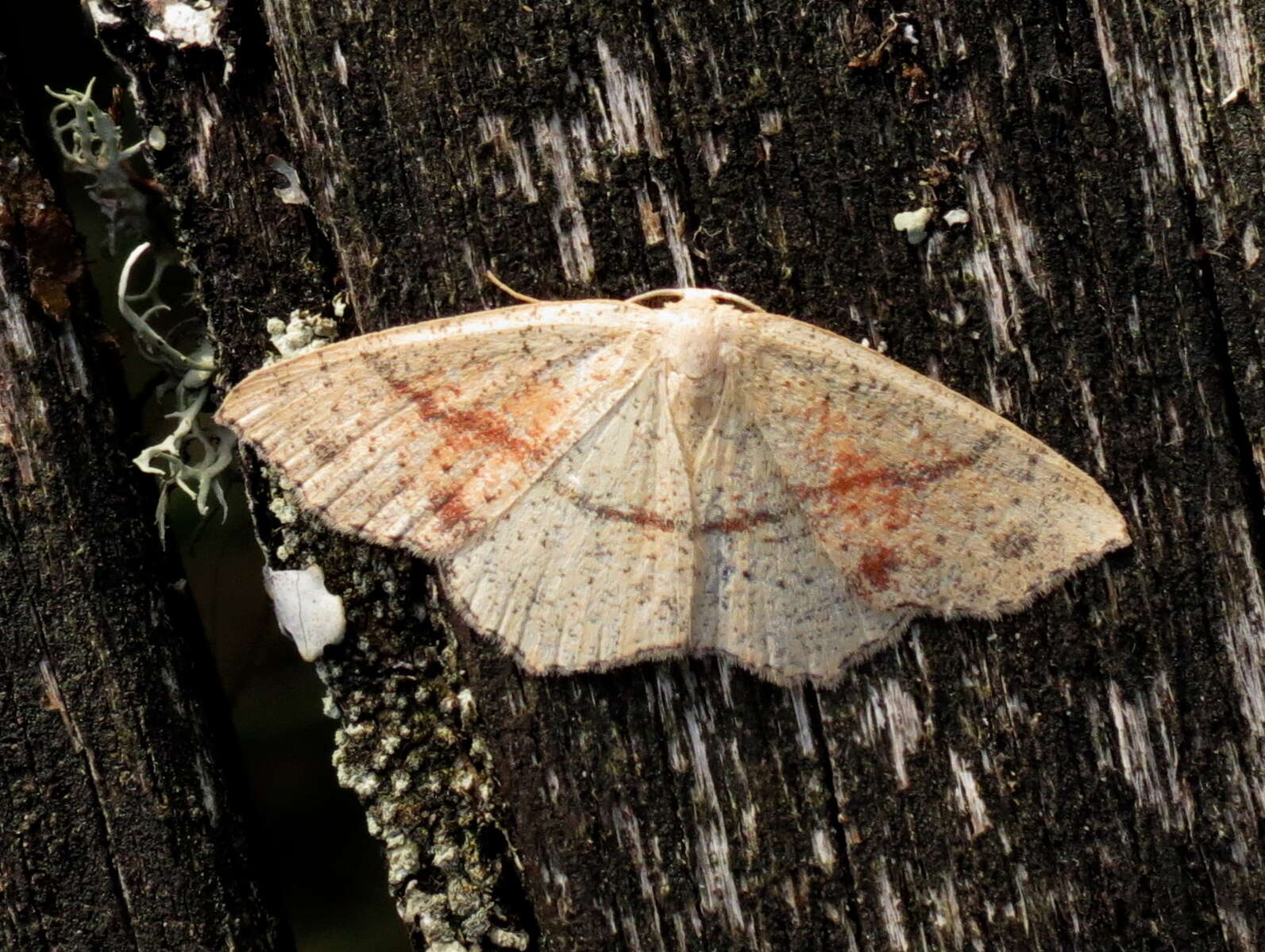 Cyclophora punctaria Linnaeus 1758 resmi