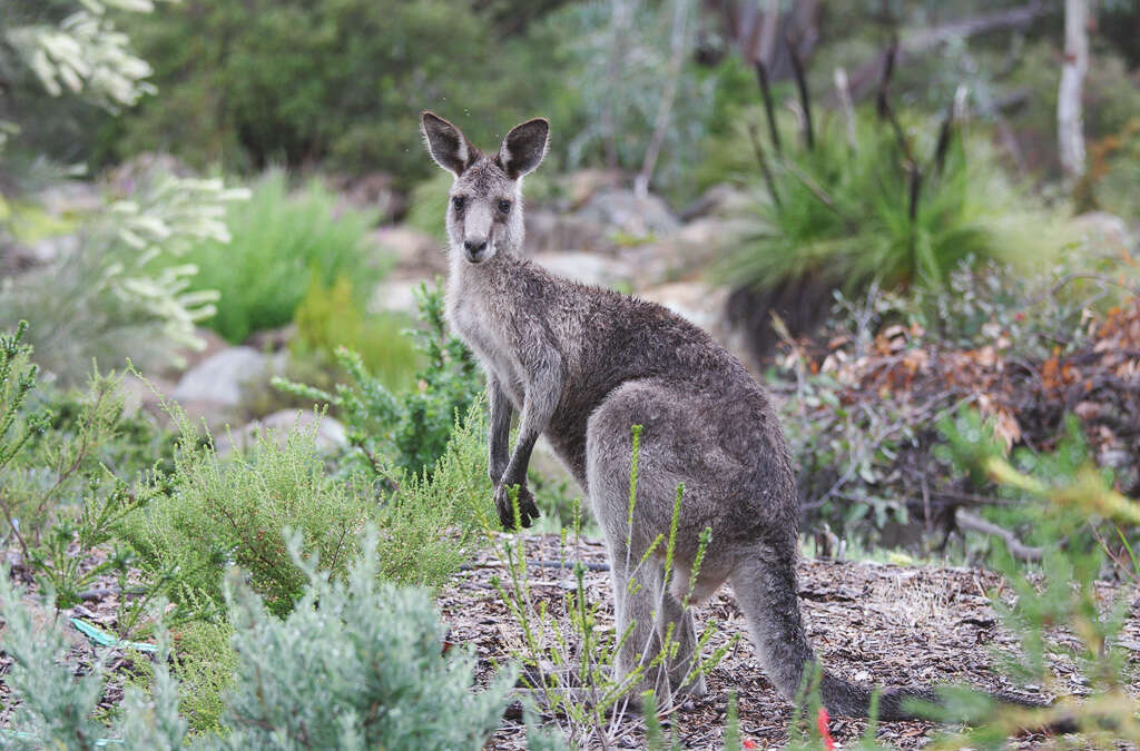 Image of Eastern Gray Kangaroo