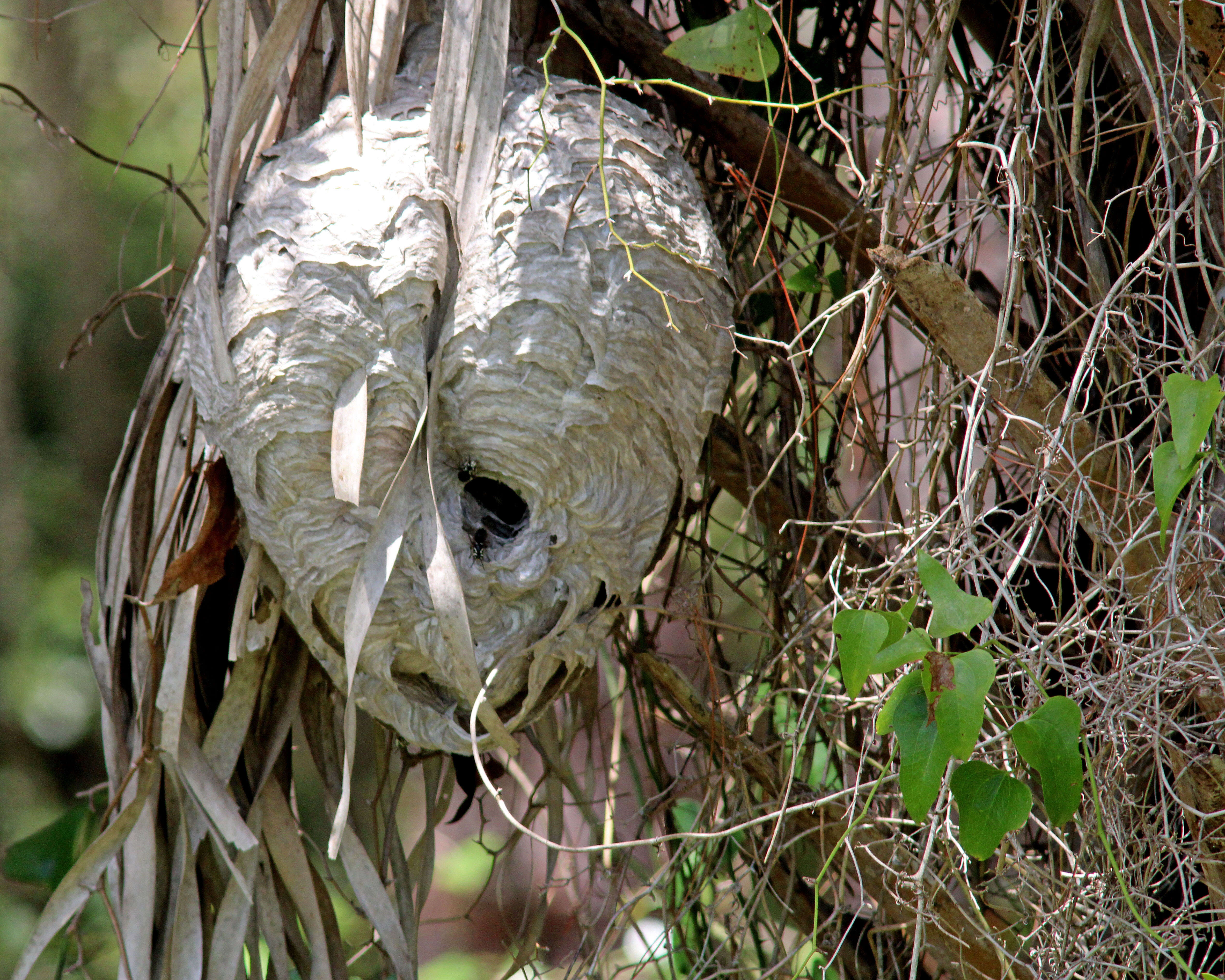 Image of Bald-faced Hornet