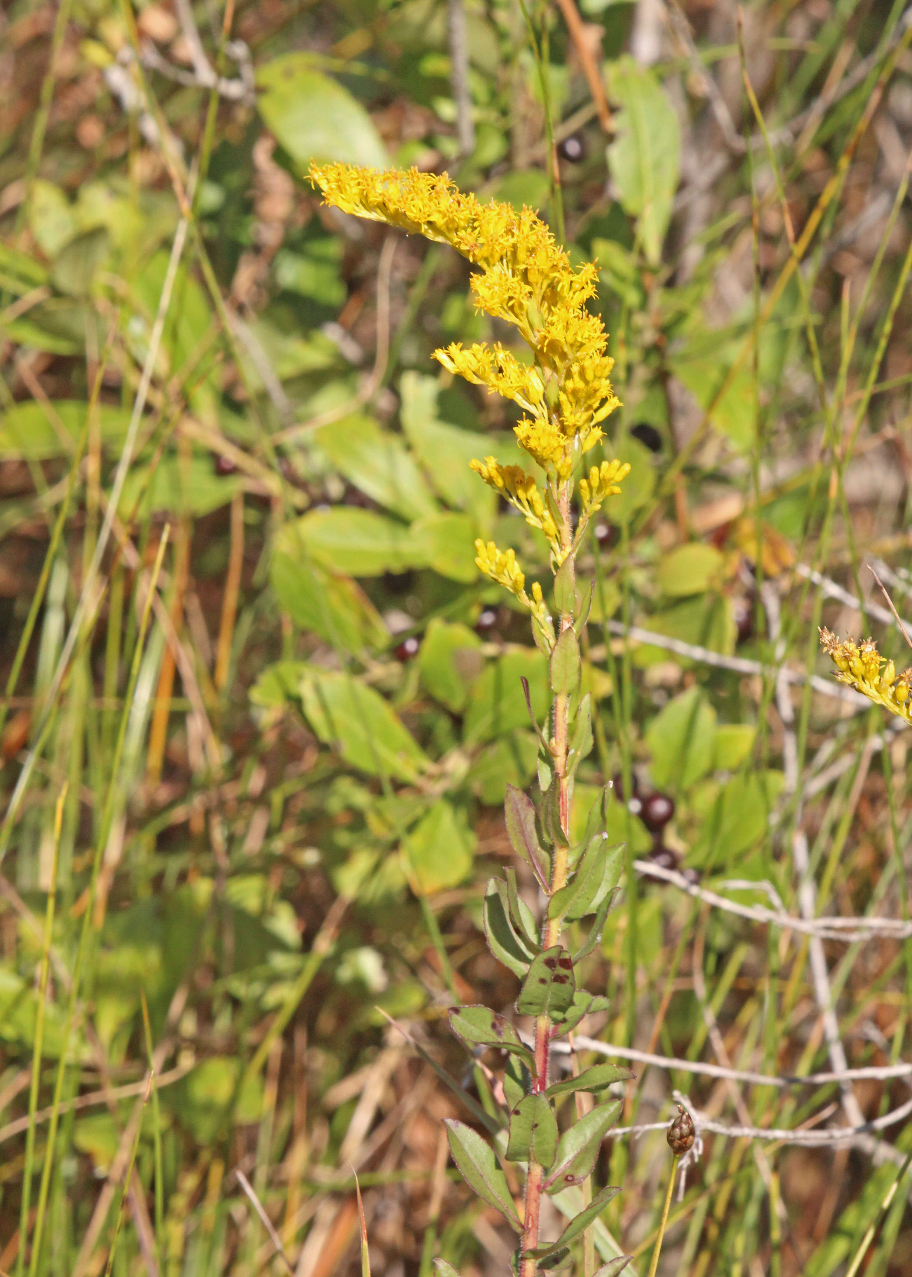 Image of pine barren goldenrod