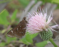 Image of Loammi Skipper