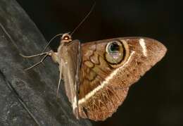 Image of Cyligramma latona Cramer 1779