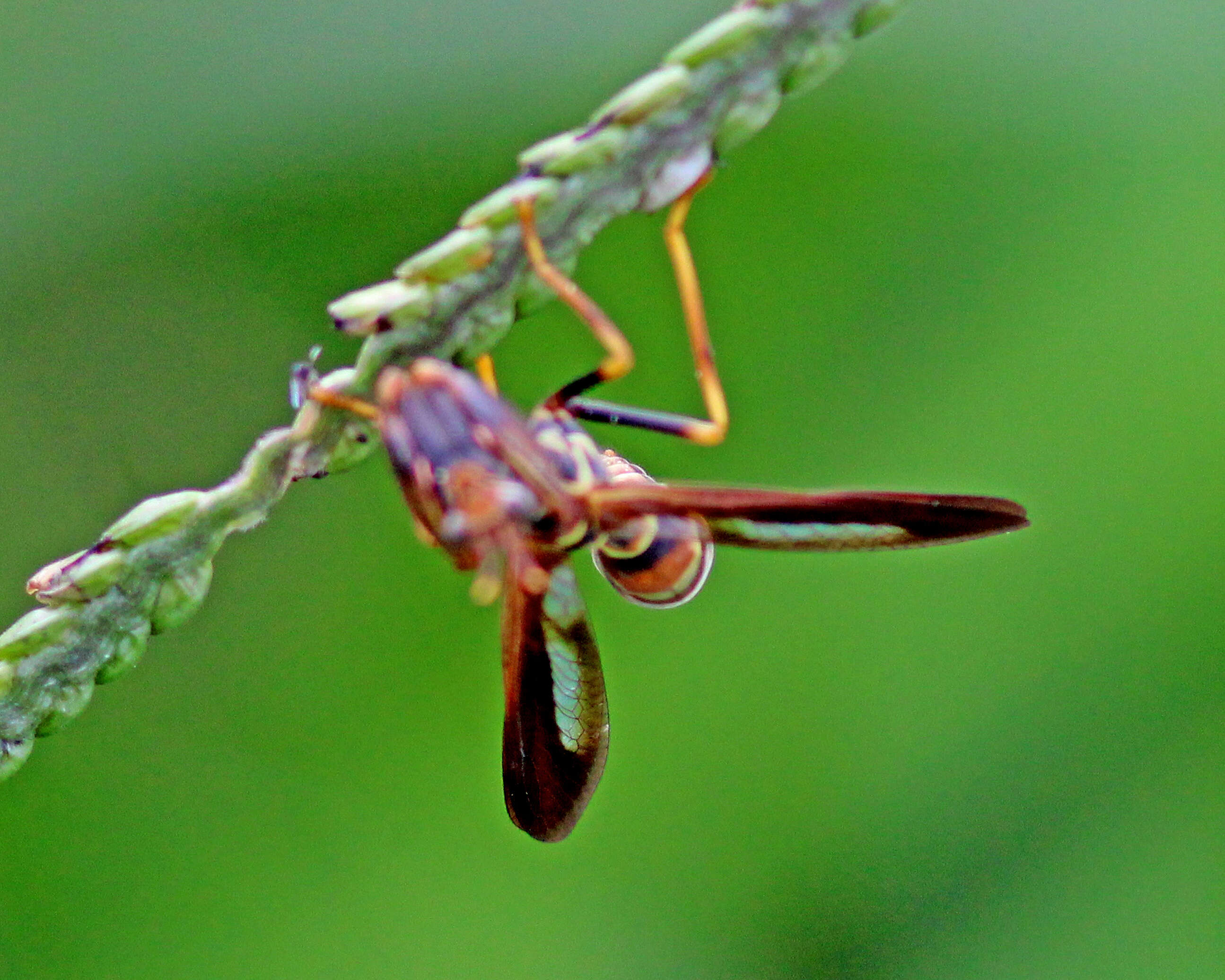 Image of Wasp Mantidfly