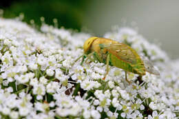 Plancia ëd Chlorotabanus crepuscularis Bequaert 1926