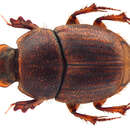 Слика од Onthophagus imbutus Sharp 1875