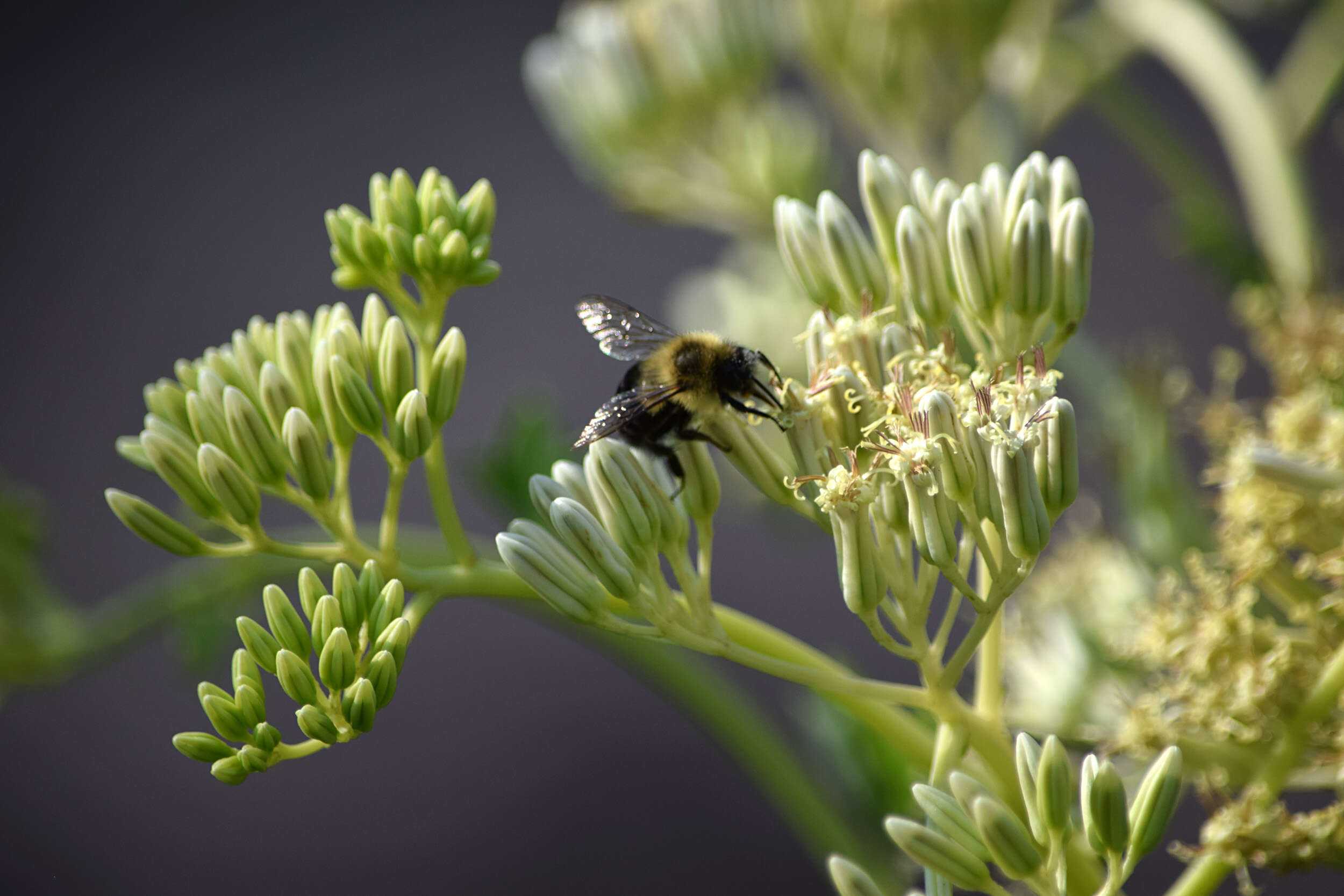 صورة Bombus bimaculatus Cresson 1864