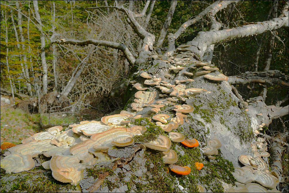 Image of Trametes hirsuta (Wulfen) Lloyd 1924