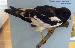 Image of Pied Harrier