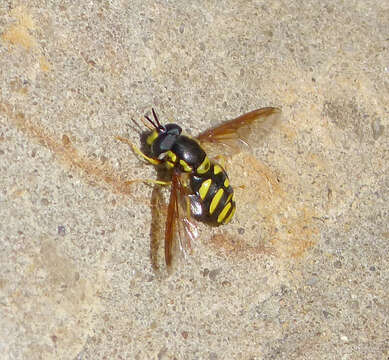 Image de Chrysotoxum intermedium Meigen 1822