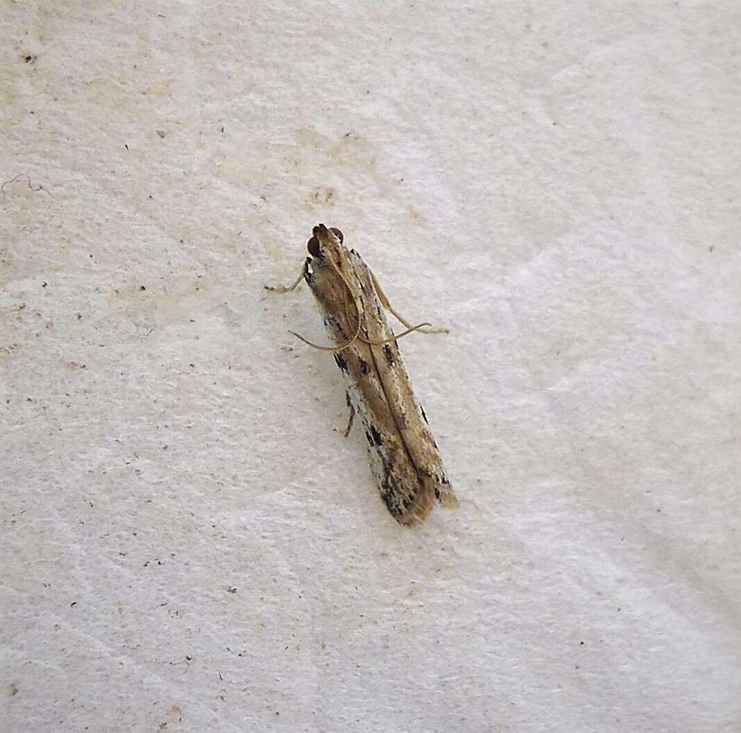 Image of Phycitodes binaevella Hübner