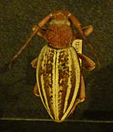 Image of Dorcadion (Carinatodorcadion) fulvum (Scopoli 1763)